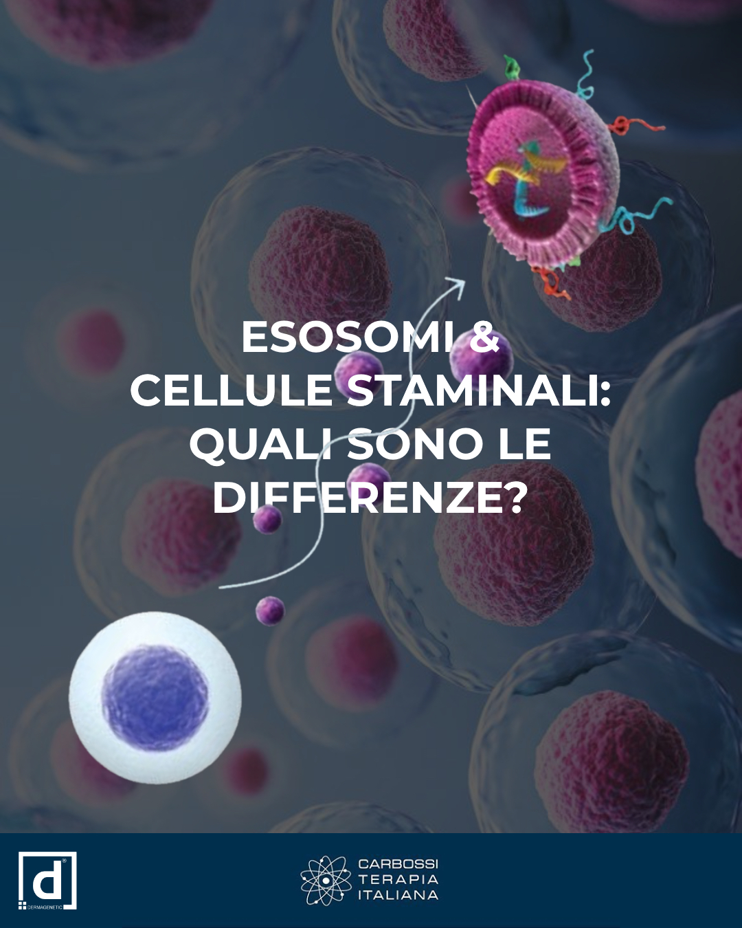 🌱 Esosomi vs. Cellule Staminali: Le Differenze che Fanno la Differenza nella Medicina Rigenerativa!Mentre le cellule staminali sono conosciute per la loro capacità di auto-rinnovarsi e trasformarsi in vari tipi di cellule, contribuendo direttamente alla crescita e riparazione dei tessuti, gli esosomi si comportano come messaggeri intercellulari, senza trasformarsi o replicarsi. Questi ultimi sono piccole vescicole extracellulari che trasferiscono proteine, lipidi e RNA tra le cellule, modulando e coordinando i processi cellulari essenziali.👉 Cellule Staminali: forniscono i “mattoni” per la rigenerazione e il ripristino del tessuto.👉 Esosomi: migliorano la comunicazione cellulare, potenziando l’efficacia dei trattamenti e supportando la salute cellulare complessiva.Questa combinazione unica tra azione diretta e comunicazione rende il loro ruolo complementare e promettente per terapie innovative.🌟 Scopri la nostra linea di prodotti a base di esosomi di origine vegetale, realizzata in collaborazione con Dermagenetic!👉 https://carbossiterapia.it/esosomi-e-multiesosomi/#Carbossiterapiaitaliana #Dermagenetic #Esosomi